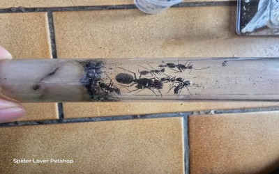 Camponotus singularis